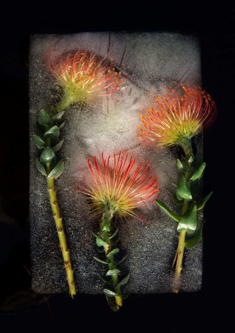 Still lifes of frozen flowers Still lifes of frozen flowers