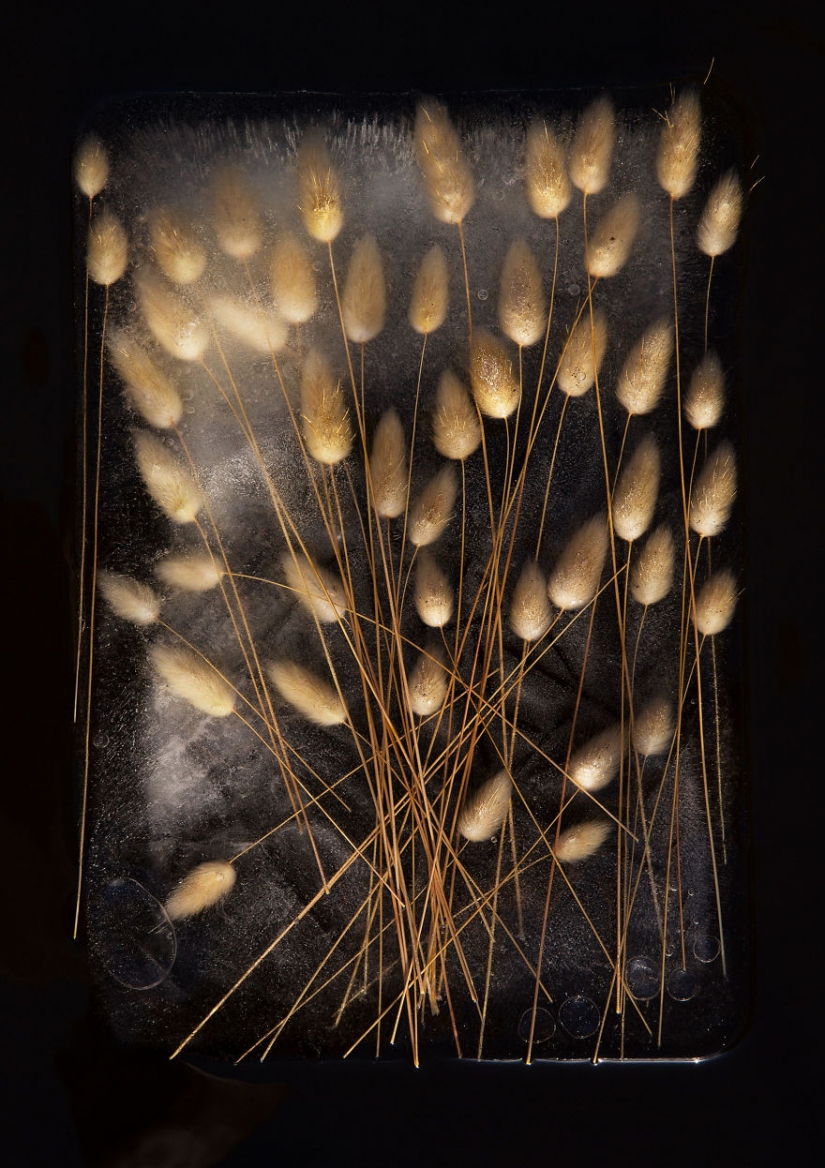 Still lifes of frozen flowers Still lifes of frozen flowers