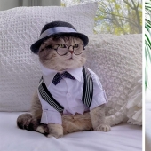 Stylish cat Benson: transformation from a homeless ragamuffin into a star of social networks