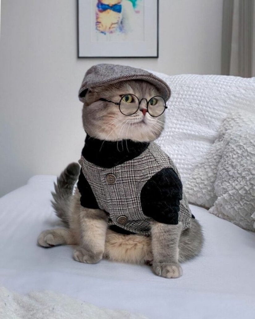 Stylish cat Benson: transformation from a homeless ragamuffin into a star of social networks Stylish cat Benson: transformation from a homeless ragamuffin into a star of social networks