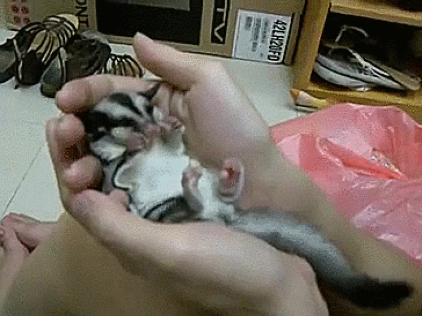 Sugar possums are the sweetest animals in the world Sugar possums are the sweetest animals in the world