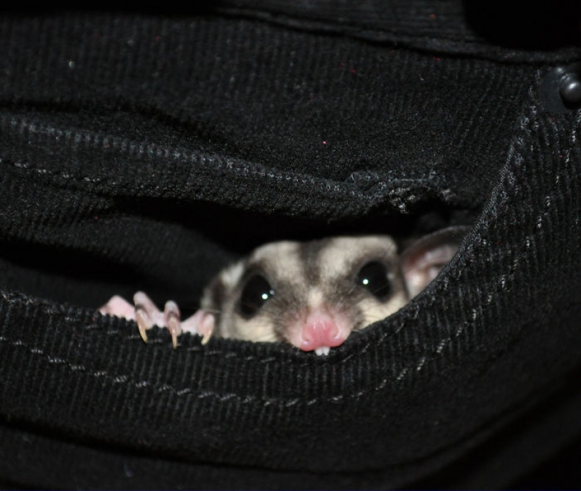 Sugar possums are the sweetest animals in the world Sugar possums are the sweetest animals in the world