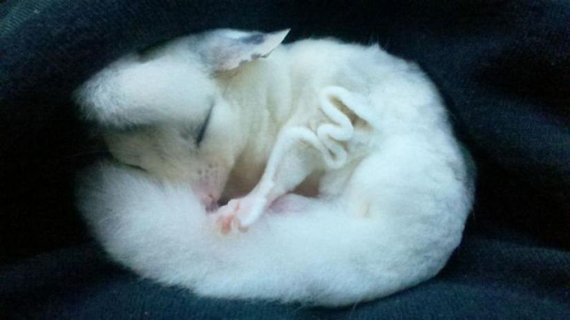 Sugar possums are the sweetest animals in the world Sugar possums are the sweetest animals in the world