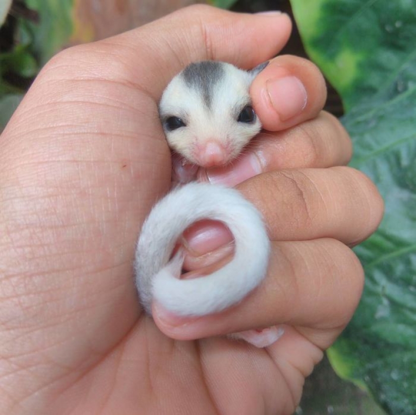 Sugar possums are the sweetest animals in the world Sugar possums are the sweetest animals in the world