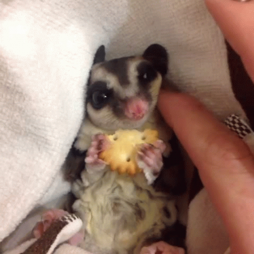 Sugar possums are the sweetest animals in the world Sugar possums are the sweetest animals in the world
