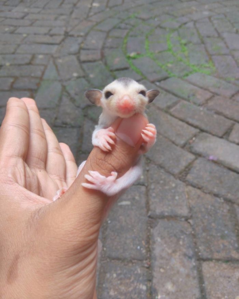 Sugar possums are the sweetest animals in the world Sugar possums are the sweetest animals in the world