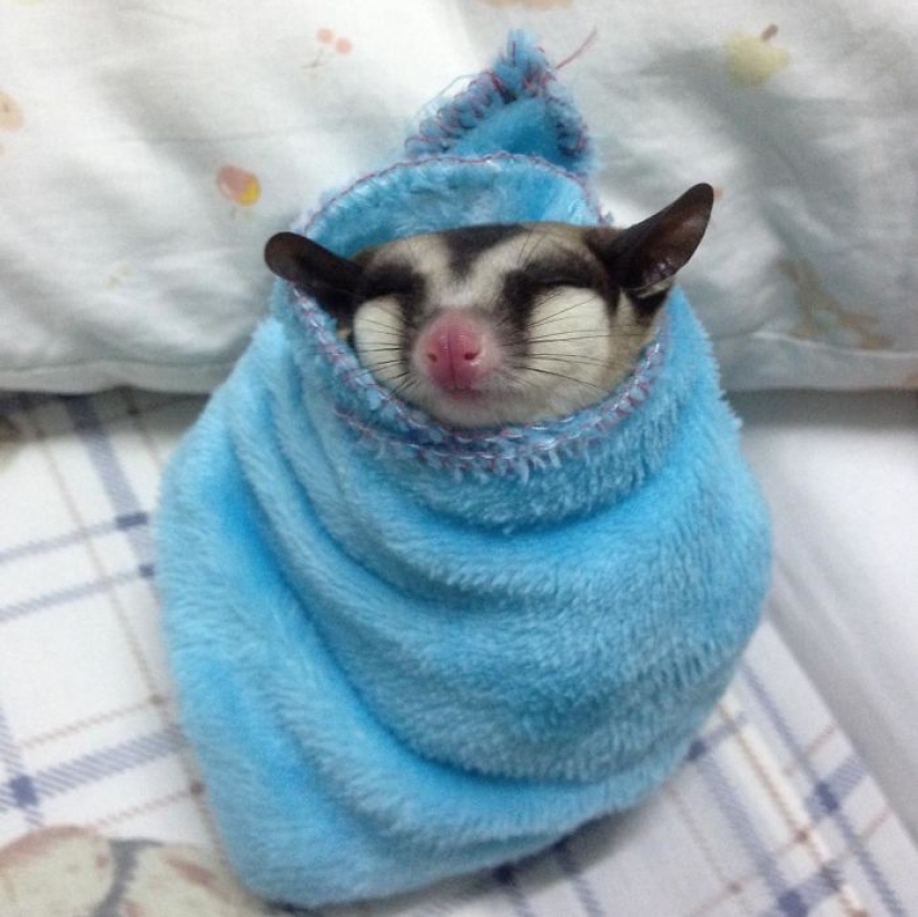 Sugar possums are the sweetest animals in the world Sugar possums are the sweetest animals in the world