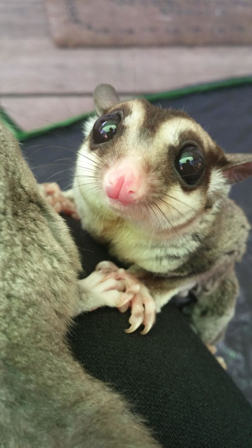 Sugar possums are the sweetest animals in the world Sugar possums are the sweetest animals in the world