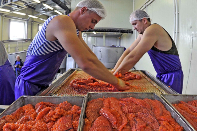 Suppliers warned that red caviar will rise in price by 20-60% Suppliers warned that red caviar will rise in price by 20-60%