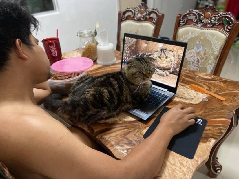 Surprisingly charming cat "stole" from the wife of her husband and she showed it in the photo Surprisingly charming cat "stole" from the wife of her husband and she showed it in the photo