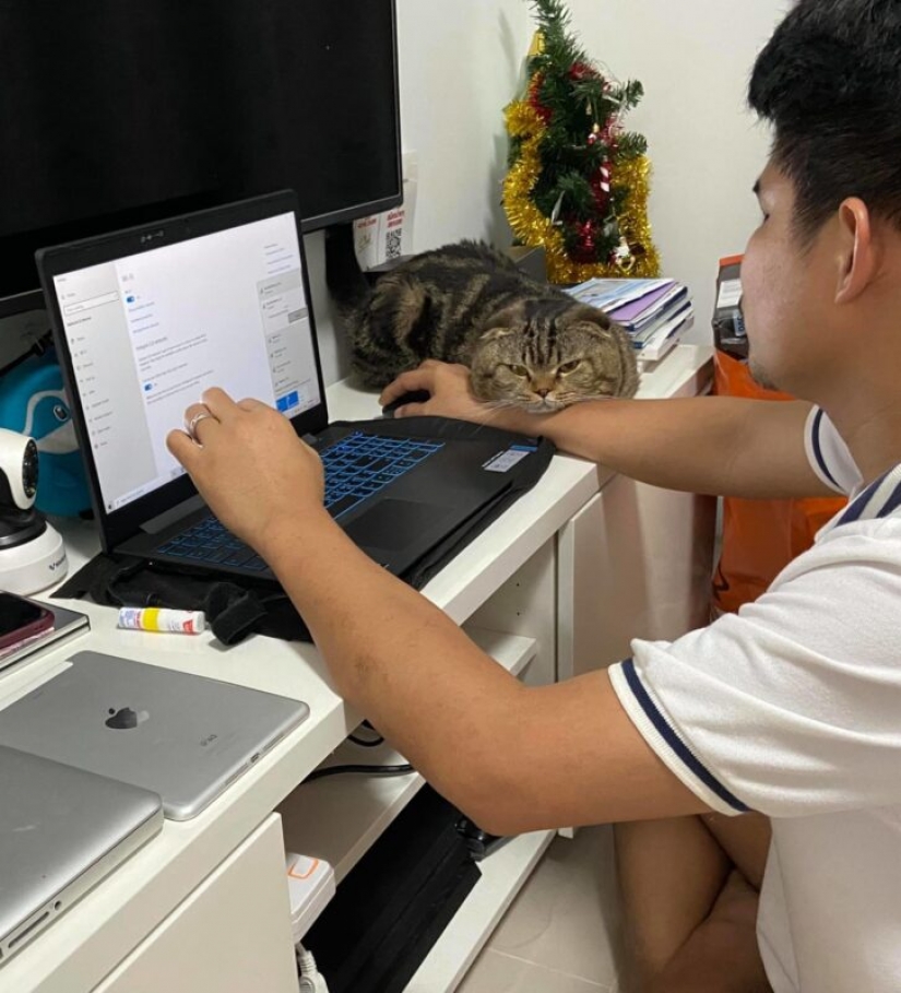 Surprisingly charming cat "stole" from the wife of her husband and she showed it in the photo Surprisingly charming cat "stole" from the wife of her husband and she showed it in the photo