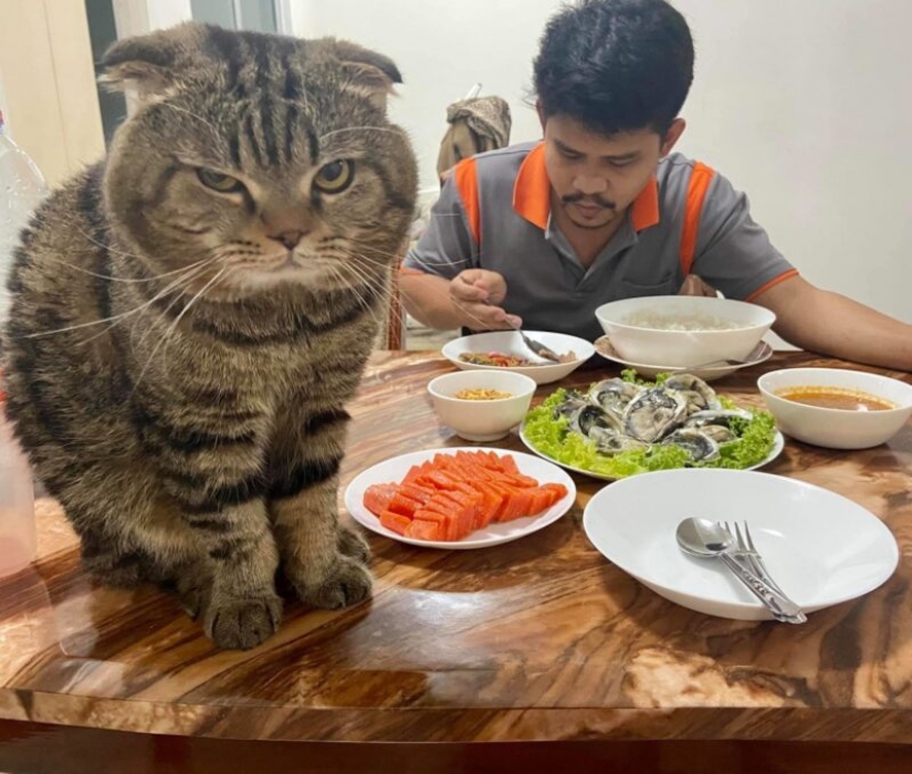 Surprisingly charming cat "stole" from the wife of her husband and she showed it in the photo Surprisingly charming cat "stole" from the wife of her husband and she showed it in the photo