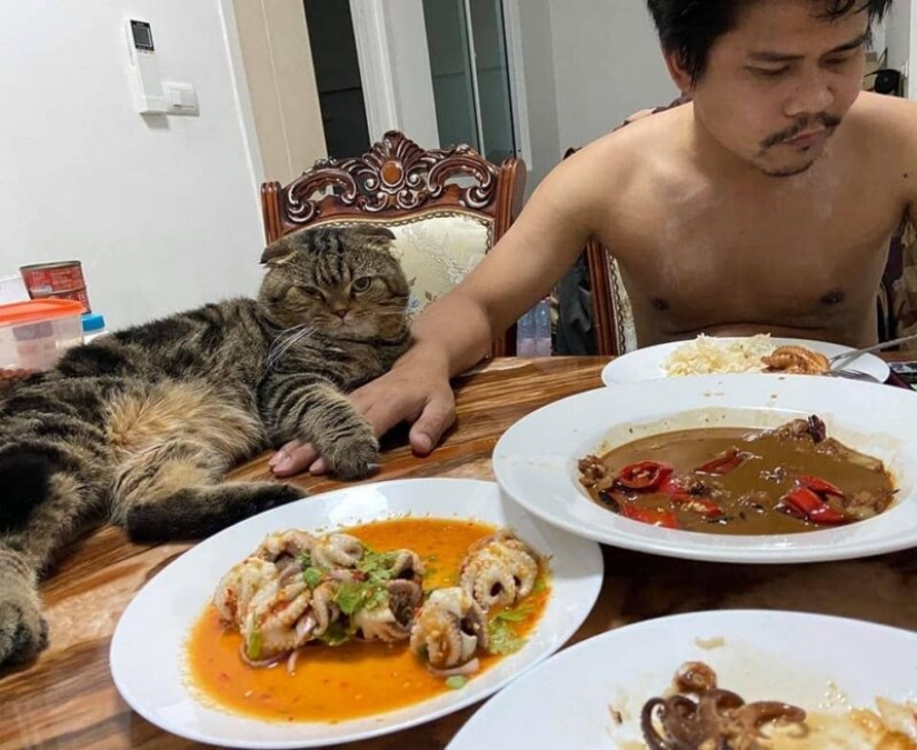 Surprisingly charming cat "stole" from the wife of her husband and she showed it in the photo Surprisingly charming cat "stole" from the wife of her husband and she showed it in the photo
