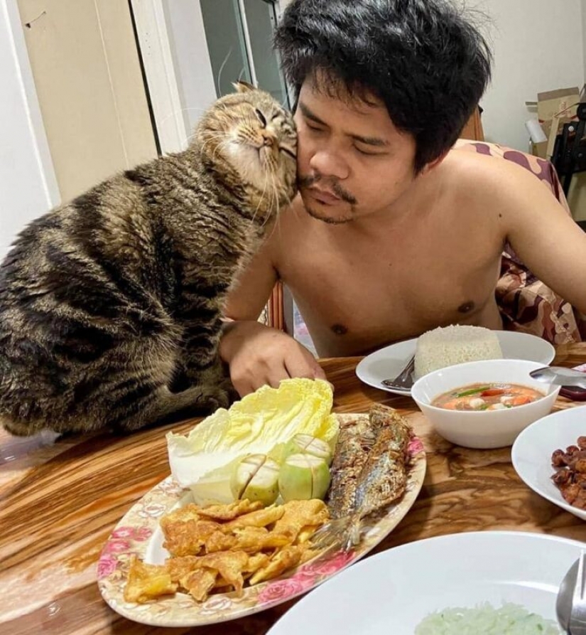 Surprisingly charming cat "stole" from the wife of her husband and she showed it in the photo Surprisingly charming cat "stole" from the wife of her husband and she showed it in the photo