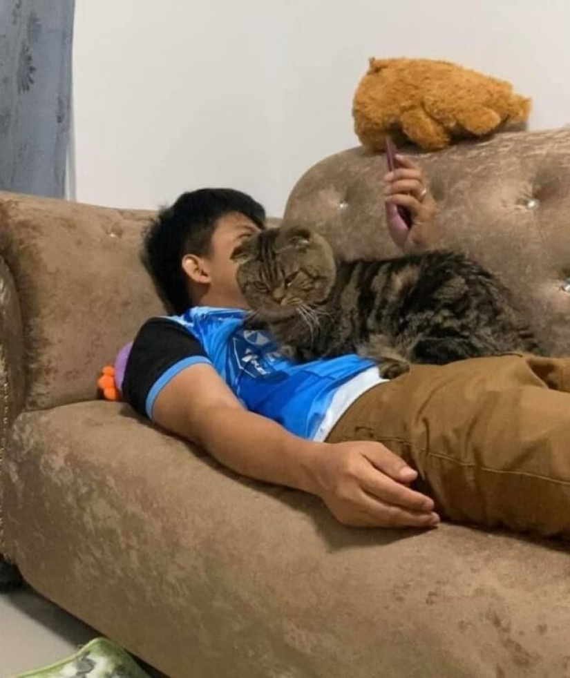 Surprisingly charming cat "stole" from the wife of her husband and she showed it in the photo Surprisingly charming cat "stole" from the wife of her husband and she showed it in the photo