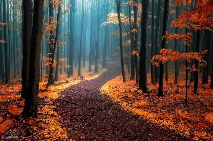 Surrealista bosque de otoño en las fotos de Janek Sedlar