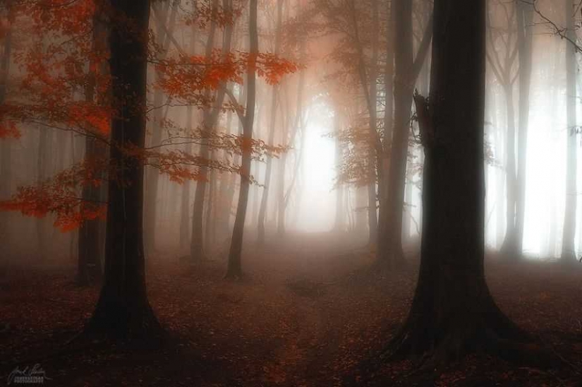 Surrealista bosque de otoño en las fotos de Janek Sedlar
