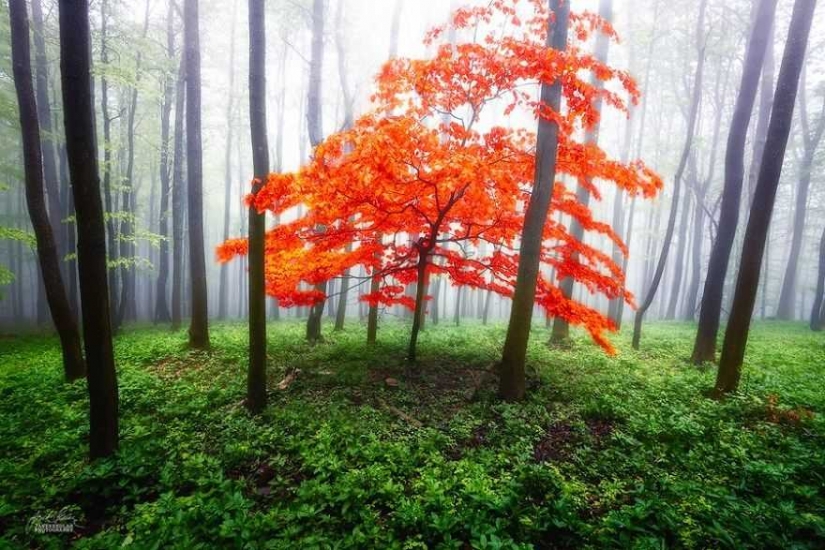 Surrealista bosque de otoño en las fotos de Janek Sedlar