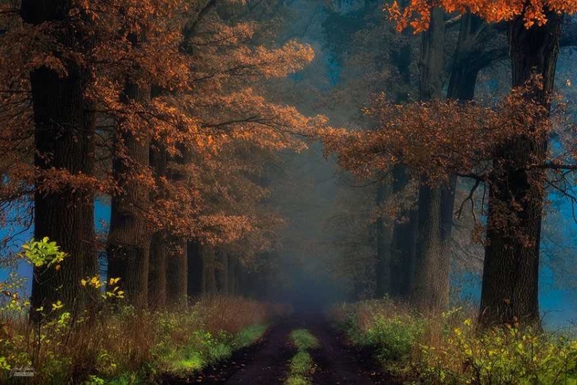 Surrealista bosque de otoño en las fotos de Janek Sedlar