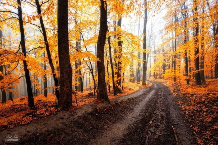 Surrealista bosque de otoño en las fotos de Janek Sedlar