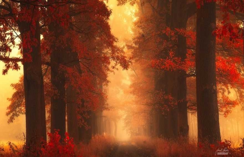 Surrealista bosque de otoño en las fotos de Janek Sedlar