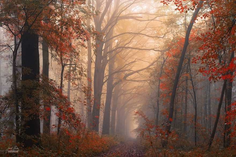Surrealista bosque de otoño en las fotos de Janek Sedlar