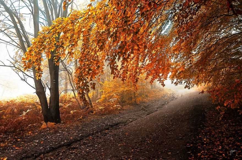 Surrealista bosque de otoño en las fotos de Janek Sedlar