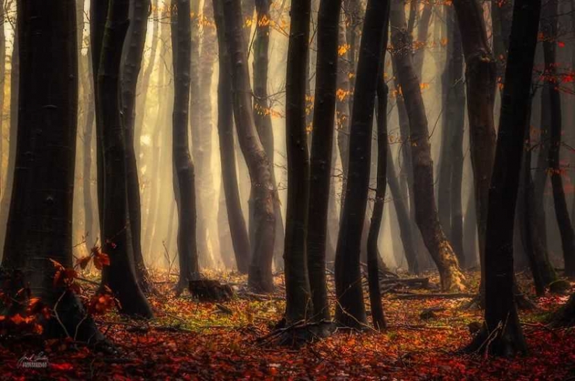 Surrealista bosque de otoño en las fotos de Janek Sedlar