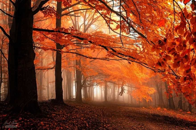 Surrealista bosque de otoño en las fotos de Janek Sedlar