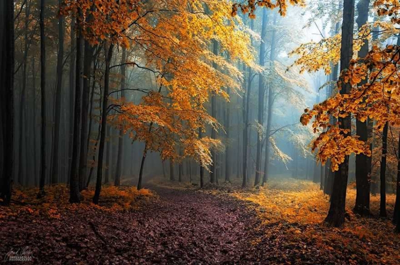 Surrealista bosque de otoño en las fotos de Janek Sedlar