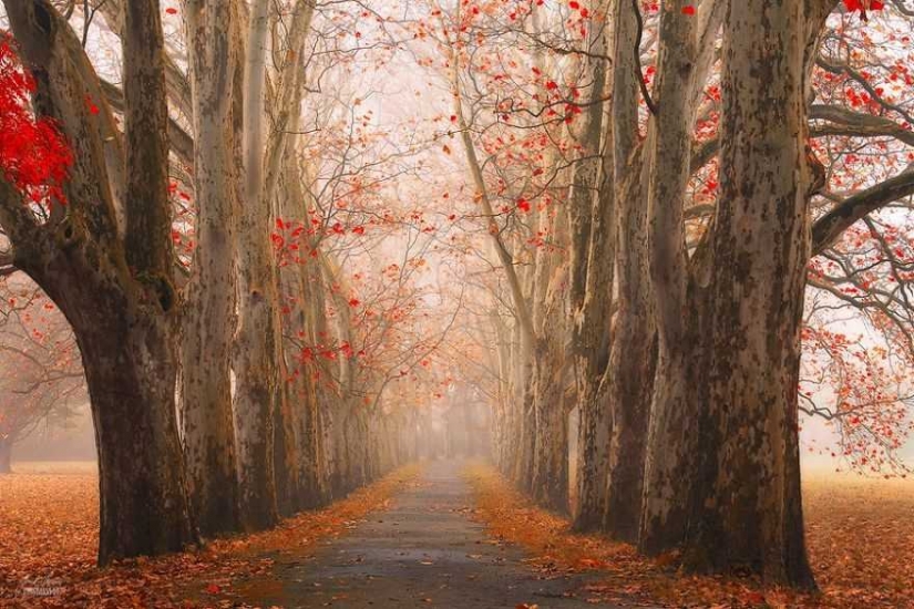 Surrealista bosque de otoño en las fotos de Janek Sedlar