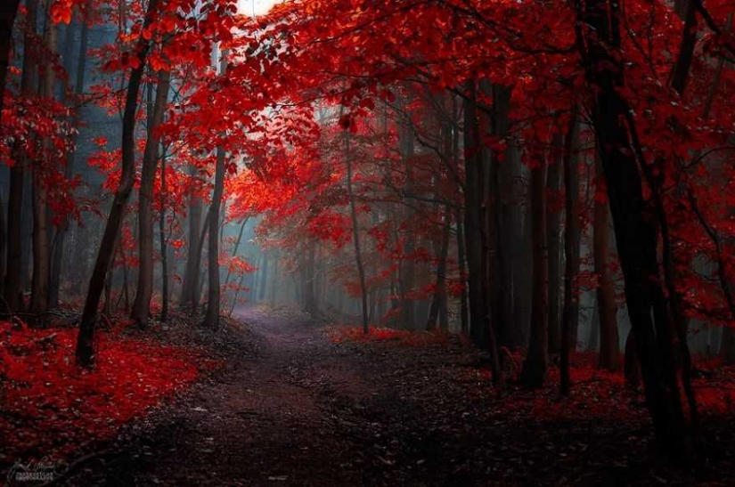 Surrealista bosque de otoño en las fotos de Janek Sedlar