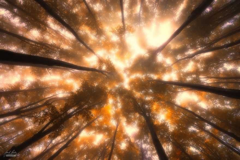 Surrealista bosque de otoño en las fotos de Janek Sedlar