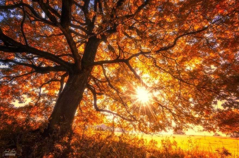 Surrealista bosque de otoño en las fotos de Janek Sedlar