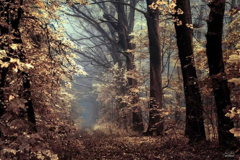 Surrealista bosque de otoño en las fotos de Janek Sedlar