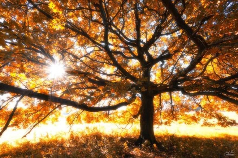 Surrealista bosque de otoño en las fotos de Janek Sedlar