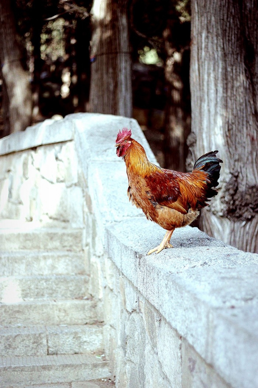 Taishan. Sunrise Mountain Taishan. Sunrise Mountain