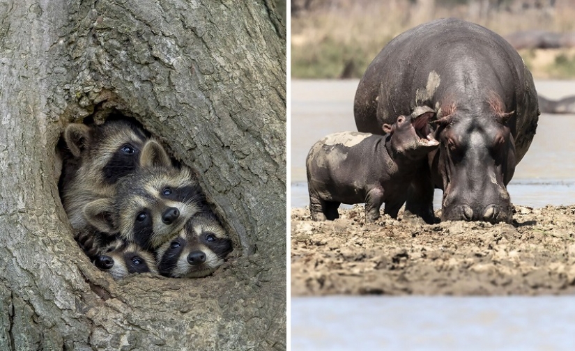 The 11 best works of the Comedy Wildlife Photography Awards 2021 The 11 best works of the Comedy Wildlife Photography Awards 2021