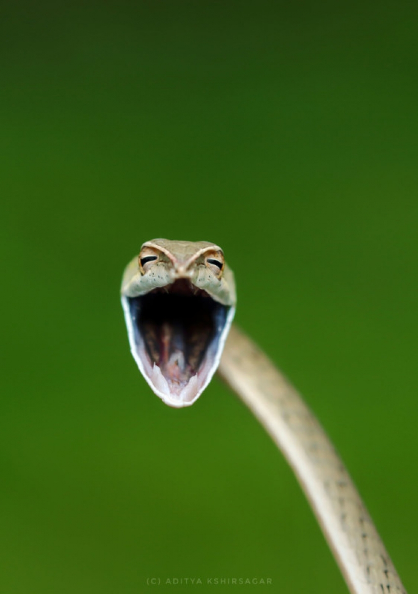 The 22 funniest photos from the winners of the Comedy Wildlife Photo Awards 2021