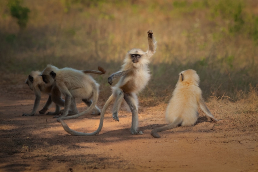 The 22 funniest photos from the winners of the Comedy Wildlife Photo Awards 2021