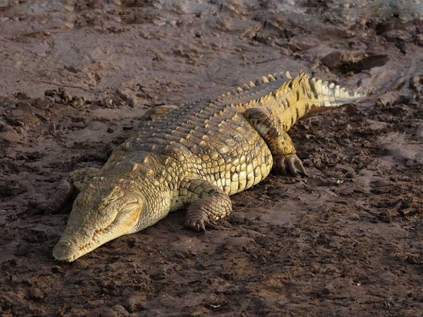 The 25 Most Amazing Treatments in History The 25 Most Amazing Treatments in History