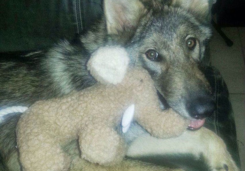 The American took a puppy, but it turned out that it was not a dog at all The American took a puppy, but it turned out that it was not a dog at all