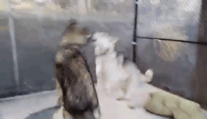 The American took a puppy, but it turned out that it was not a dog at all The American took a puppy, but it turned out that it was not a dog at all