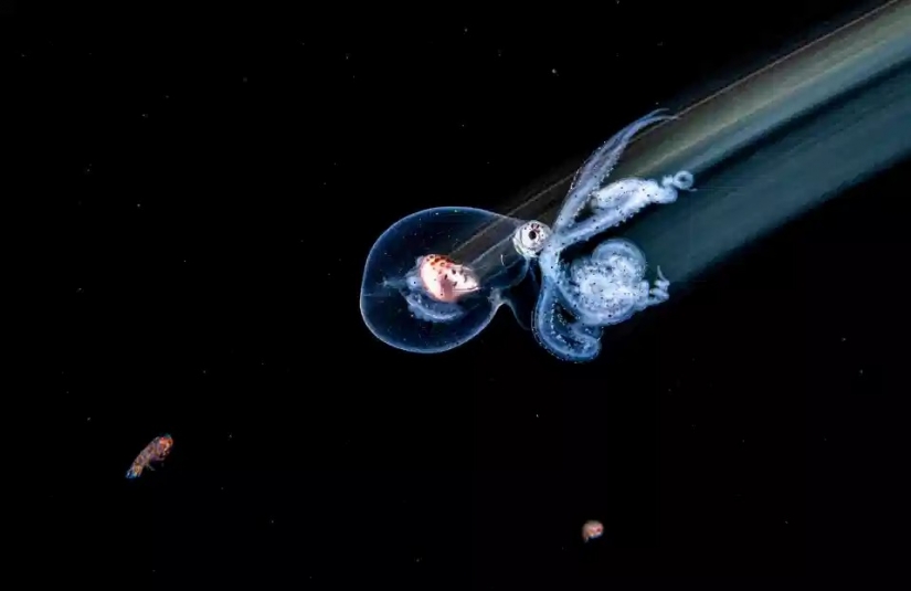 The beauty and power of the ocean in the photos of the winners of the Ocean Photography Awards 2020 The beauty and power of the ocean in the photos of the winners of the Ocean Photography Awards 2020