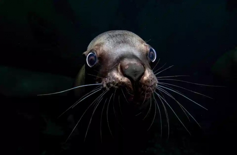 The beauty and power of the ocean in the photos of the winners of the Ocean Photography Awards 2020 The beauty and power of the ocean in the photos of the winners of the Ocean Photography Awards 2020