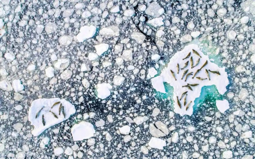The beauty and power of the ocean in the photos of the winners of the Ocean Photography Awards 2020 The beauty and power of the ocean in the photos of the winners of the Ocean Photography Awards 2020