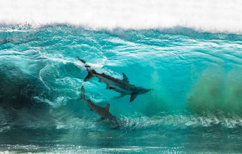 The beauty and power of the ocean in the photos of the winners of the Ocean Photography Awards 2020 The beauty and power of the ocean in the photos of the winners of the Ocean Photography Awards 2020
