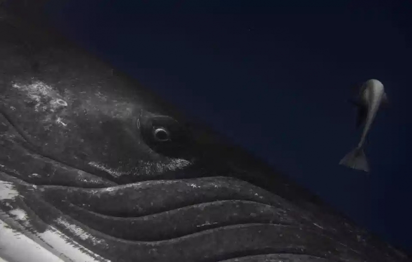 The beauty and power of the ocean in the photos of the winners of the Ocean Photography Awards 2020 The beauty and power of the ocean in the photos of the winners of the Ocean Photography Awards 2020