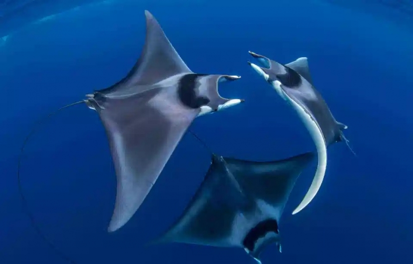 The beauty and power of the ocean in the photos of the winners of the Ocean Photography Awards 2020 The beauty and power of the ocean in the photos of the winners of the Ocean Photography Awards 2020