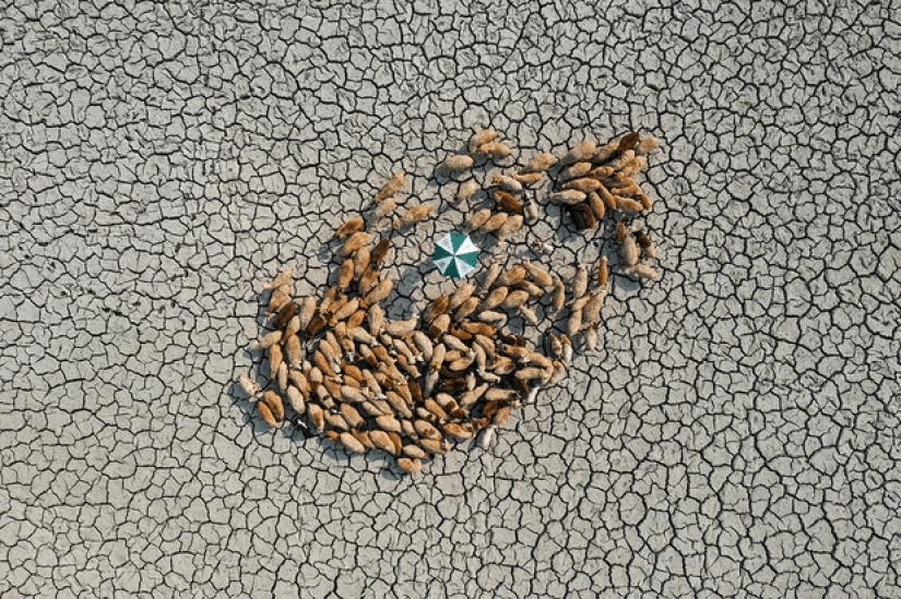 The best eco-photos from the Environmental Photographer 2021 contest The best eco-photos from the Environmental Photographer 2021 contest